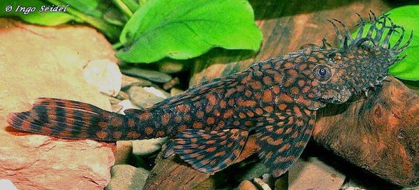 Ancistrus  sp. Rio Paraguay