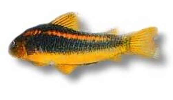 Corydoras gold stripe Peru