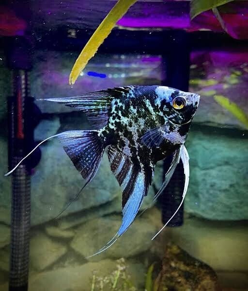 Pterophyllum scalare blue marble