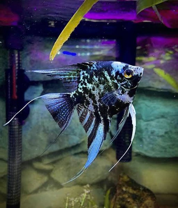 Pterophyllum scalare blue marble