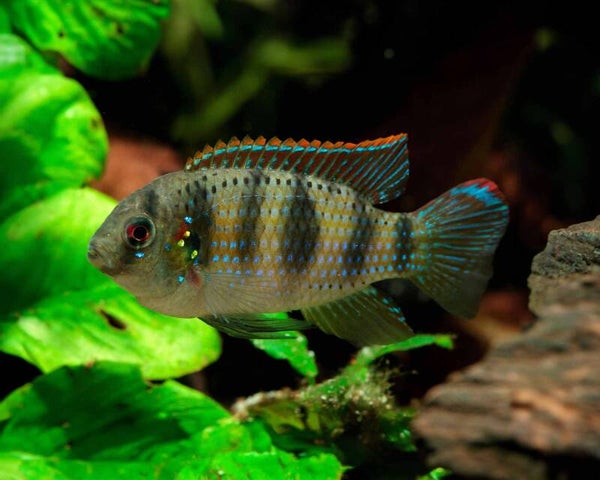 Anomalochromis thomasi