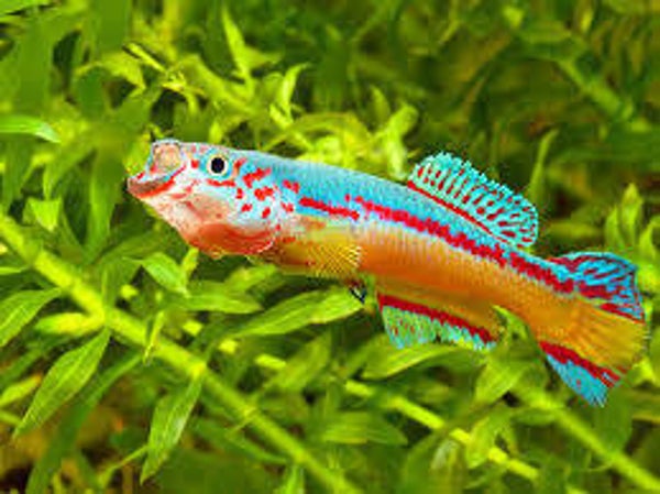 Aphyosemion/ Fundulopanchax amieti