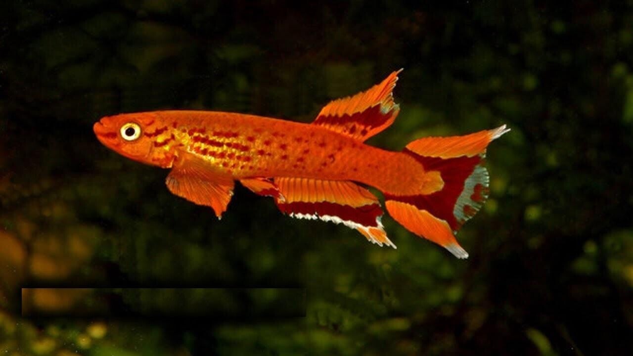 Aphyosemion australe Hjersseni