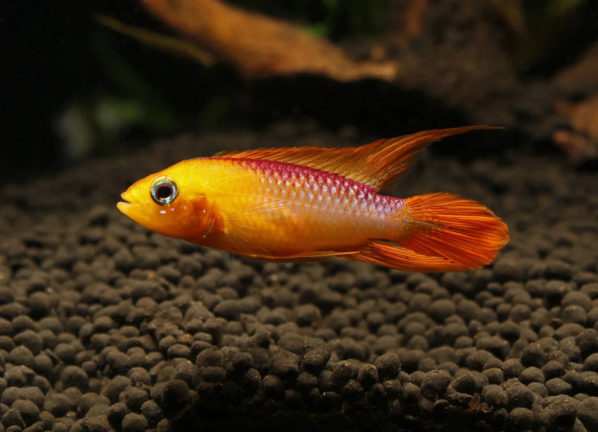 Apistogramma agassizii fire Red