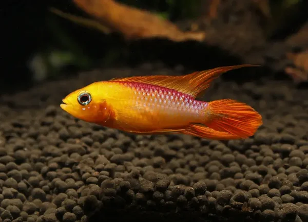 Apistogramma agassizii fire Red