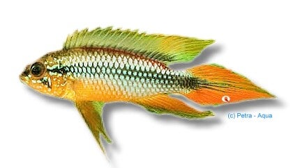Apistogramma  agassizi gold red