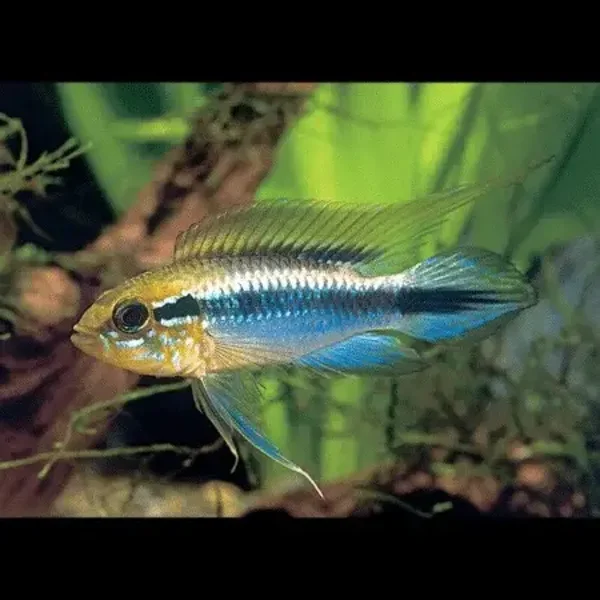 Apistogramma agassizii Blue