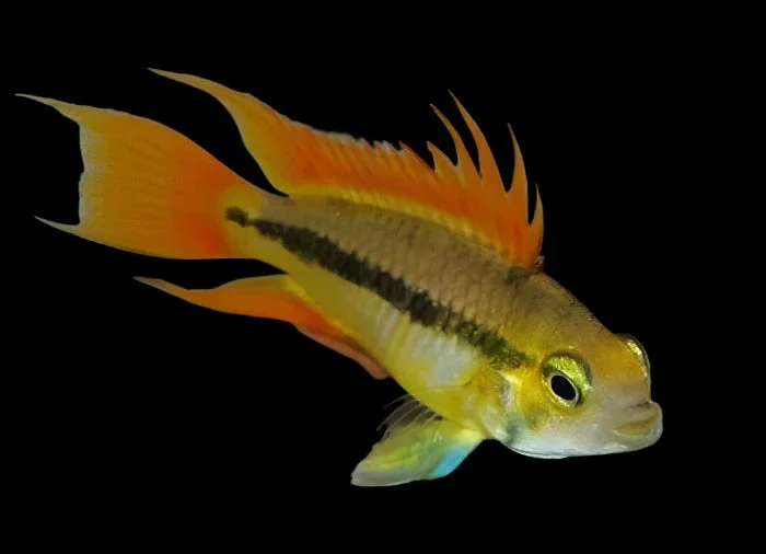 Apistogramma cacatuoides Double Orange