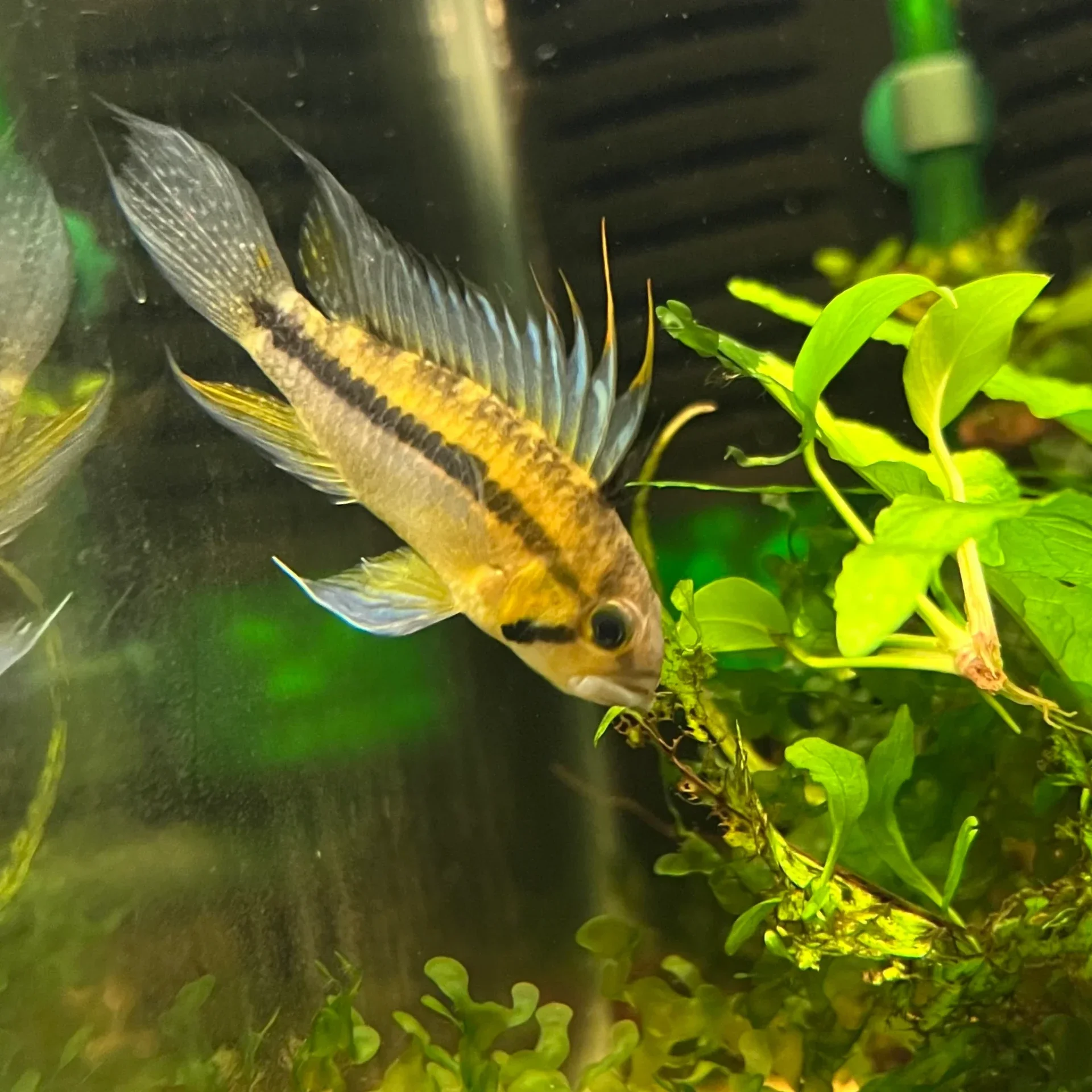 Apistogramma cacatuoides