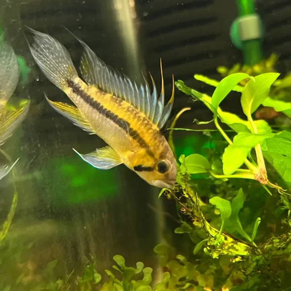 Apistogramma cacatuoides