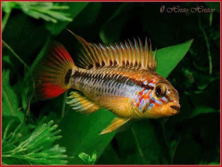 Apistogramma macmasteri
