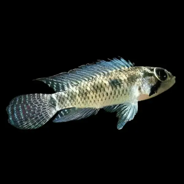 Apistogramma  meinkenni