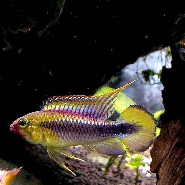 Apistogramma sp."Abacaxis"