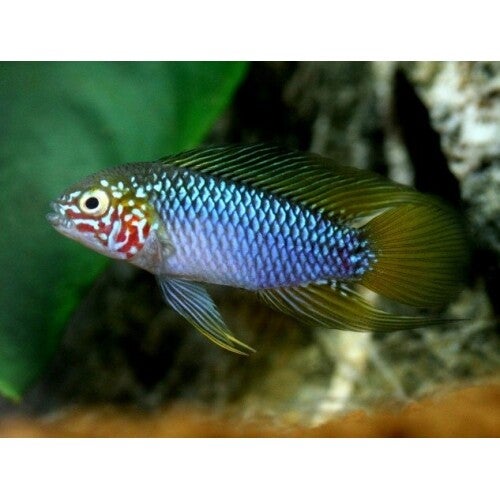 Apistogramma sp. Opal