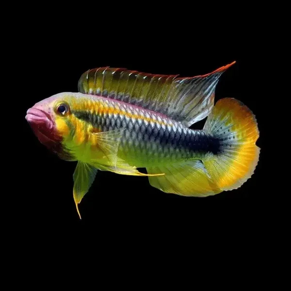 Apistogramma sp.Wilhelmi