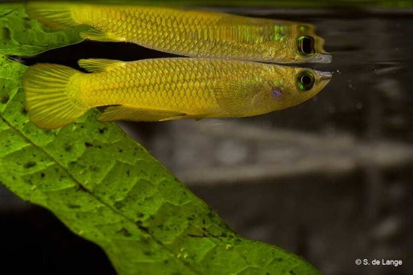 Aplocheilus lineatus Gold