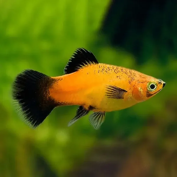 Xiphophorus maculatus Apple