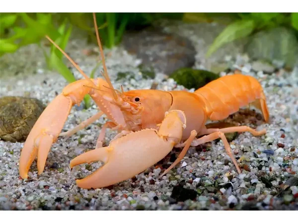 Abrikozenrivierkreeft - Cherax Holthuisi
