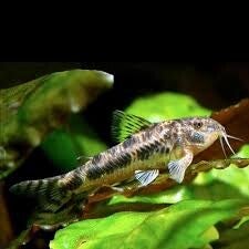 Aspidoras spilotus
