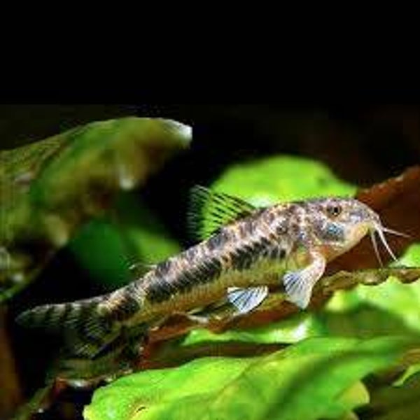 Aspidoras spilotus