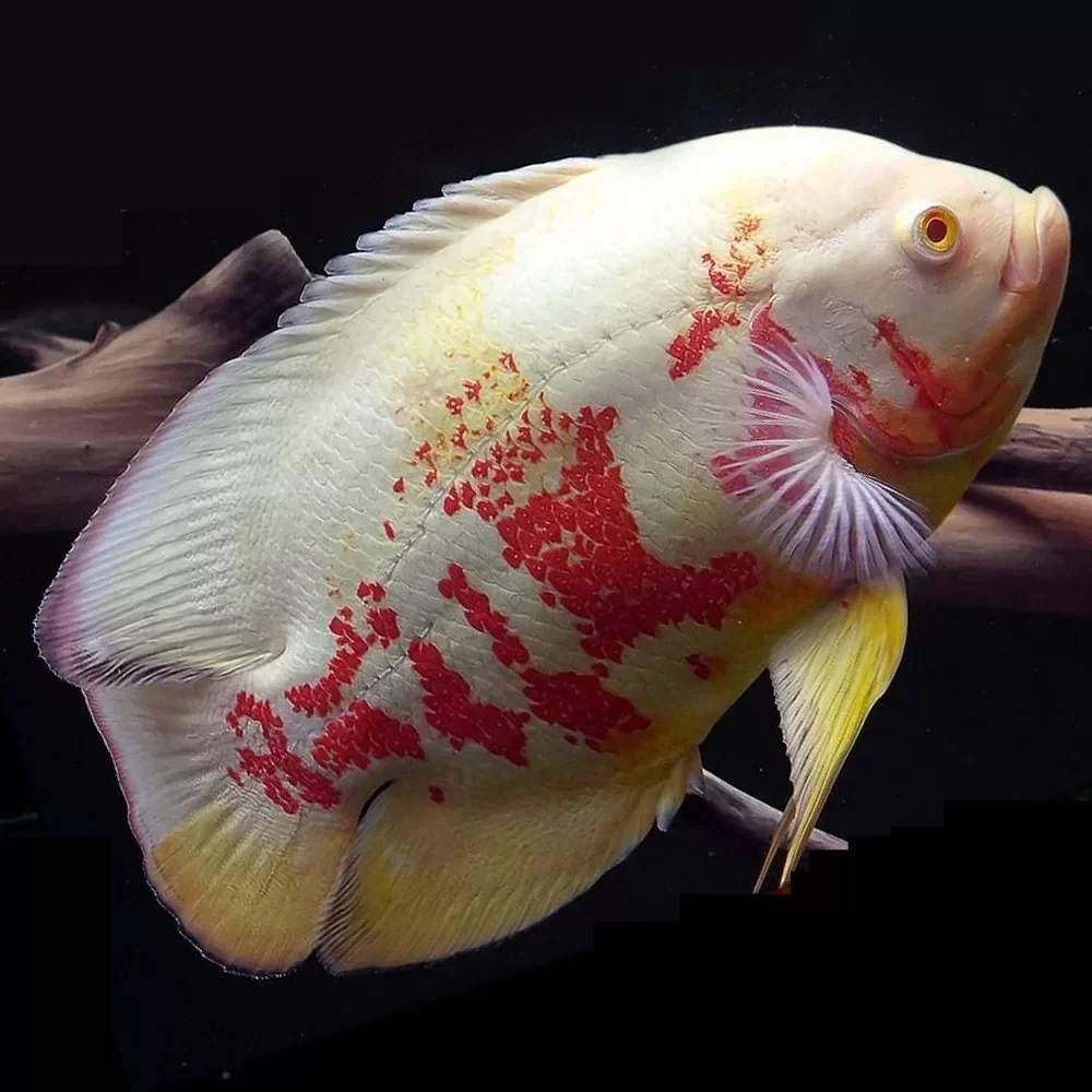 Astronotus / ocellatus albino