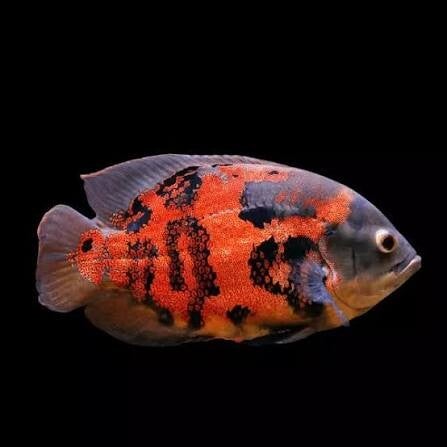 Astronotus ocellatus / red tiger