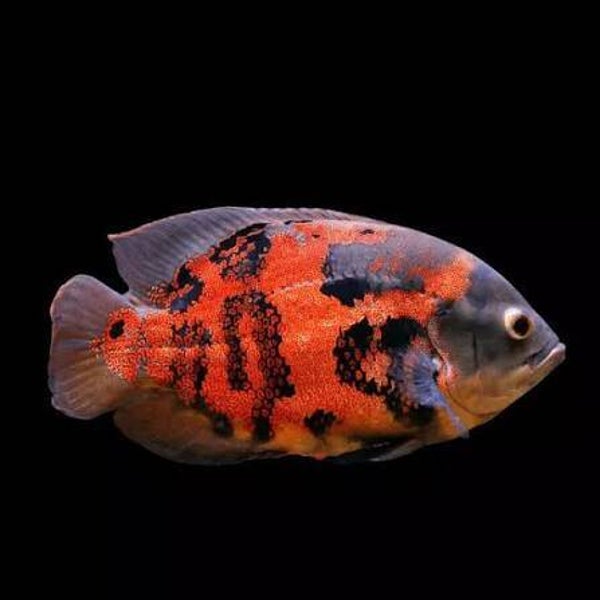 Astronotus ocellatus / red tiger