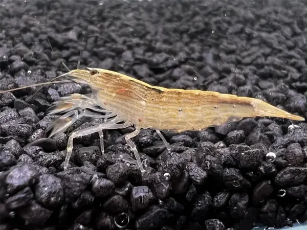 Molukse waaiergarnaal (Atya moluccensis)