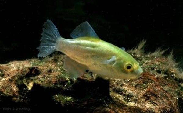 Auriglobus modestus