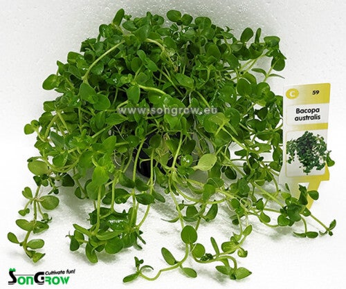 Bacopa australis