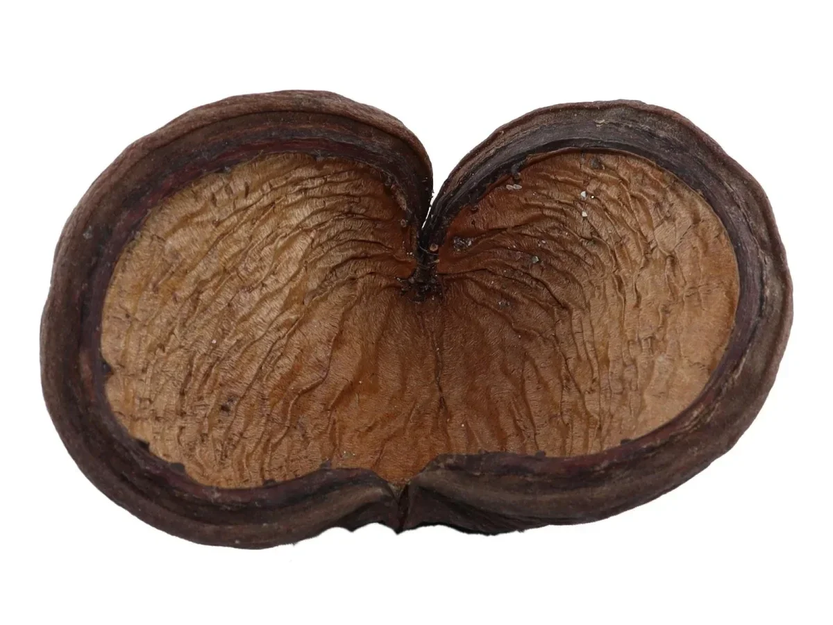 Badam noot (Amandel soort)