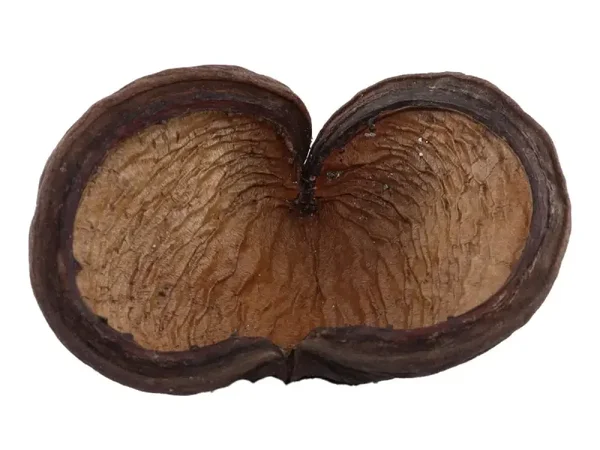 Badam noot (Amandel soort)