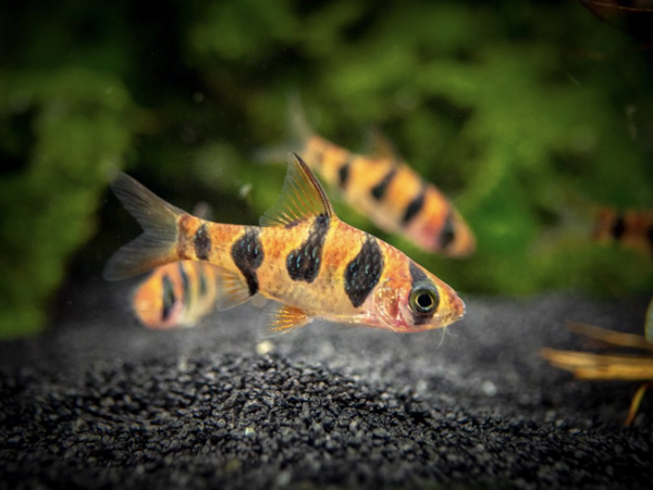 Puntius  rhomboocellatus Barb-Rhombo