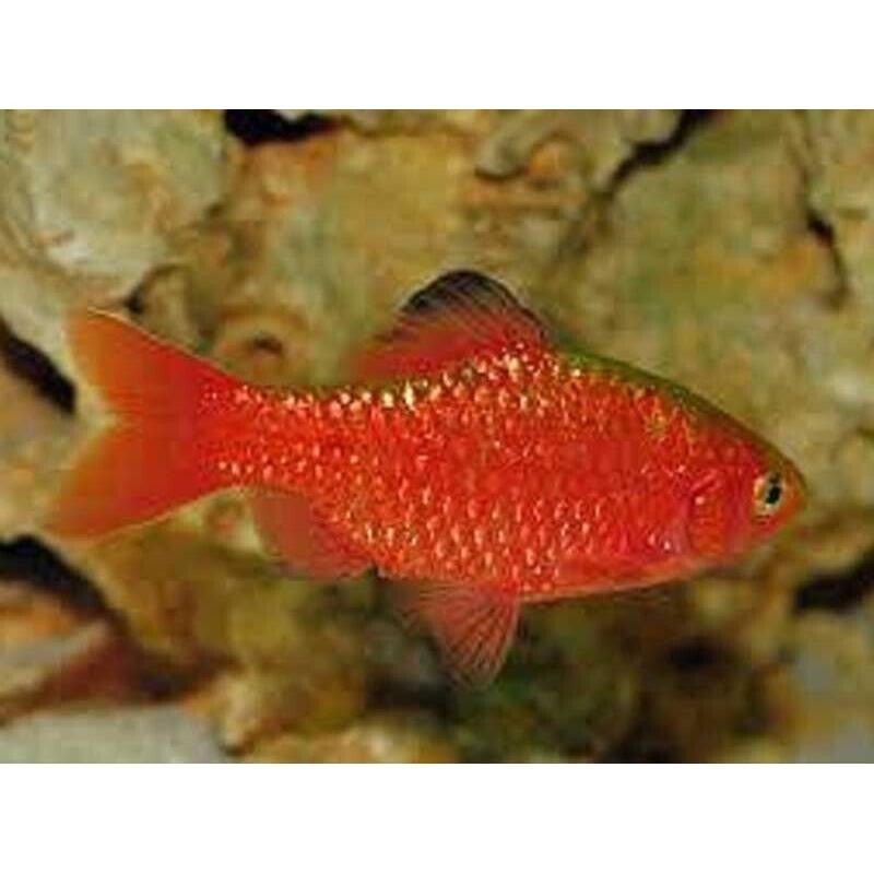 Barbus conchonius  neon super color