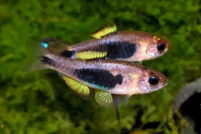 Barbus hulstaerti,  Enteromius hulstaerti