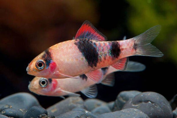 Barbus melanampyx (panda), Ember Barbeel