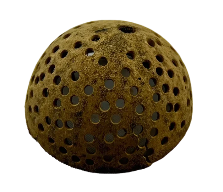 Bell Cup geperforeerd | Aegle marmelos