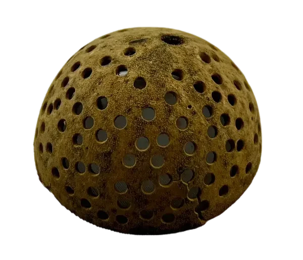 Bell Cup geperforeerd | Aegle marmelos