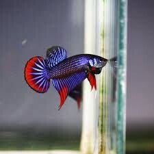 Betta imbellis