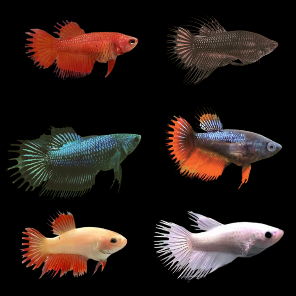Betta spl. female / crowntail mix