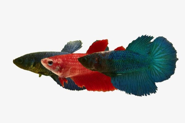 Betta spl. female / Halfmoon mix