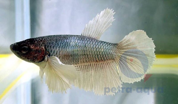 Betta spl. female / SuperDelta big ears mix