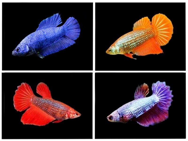 Betta spl. female /  SUPER DELTA TAIL