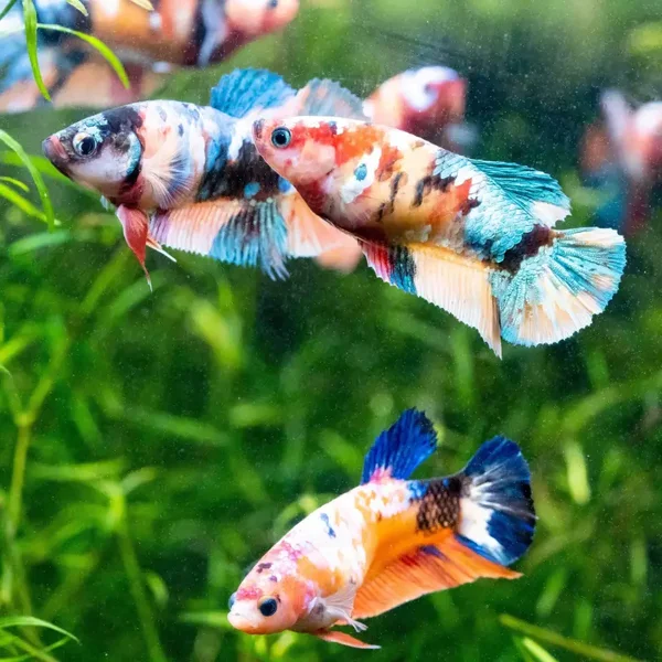 Betta spl. female / plakat koi