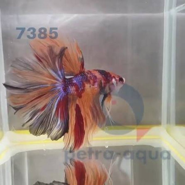 Betta spl. male / Nemo long tail