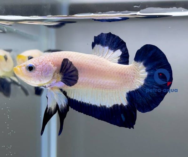 Betta spl. male  plakat Blue rim