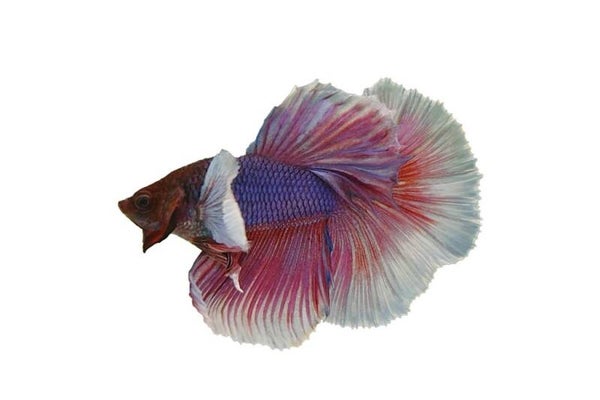 Betta spl. male / SuperDelta big ears mix