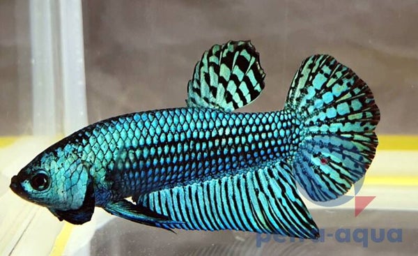 Betta spl. male / Alien green