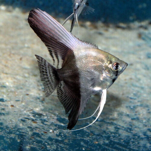 Pterophyllum scalare  bicolor