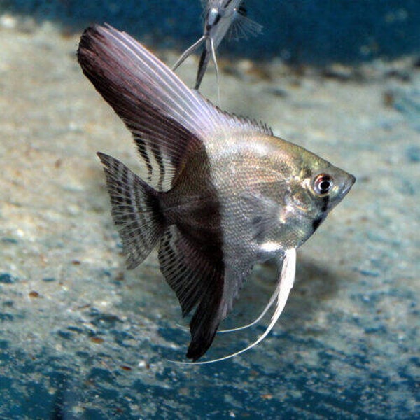 Pterophyllum scalare  bicolor